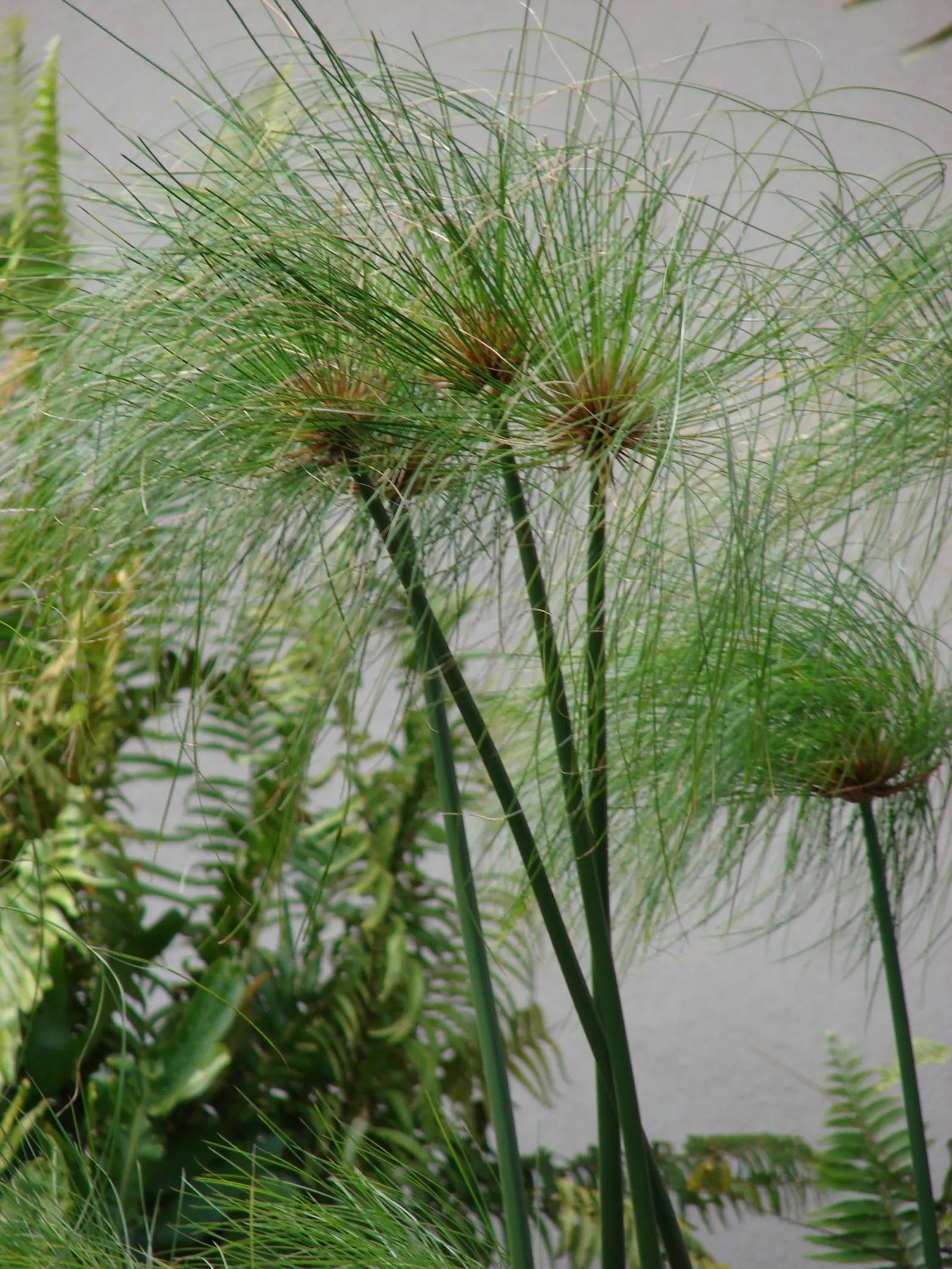 Papyrus, Egyptian Paper Reed (Cyperus Papyrus) — this graceful plant can reach up to 10 feet in height under ideal conditions; slender stems topped, image 71
