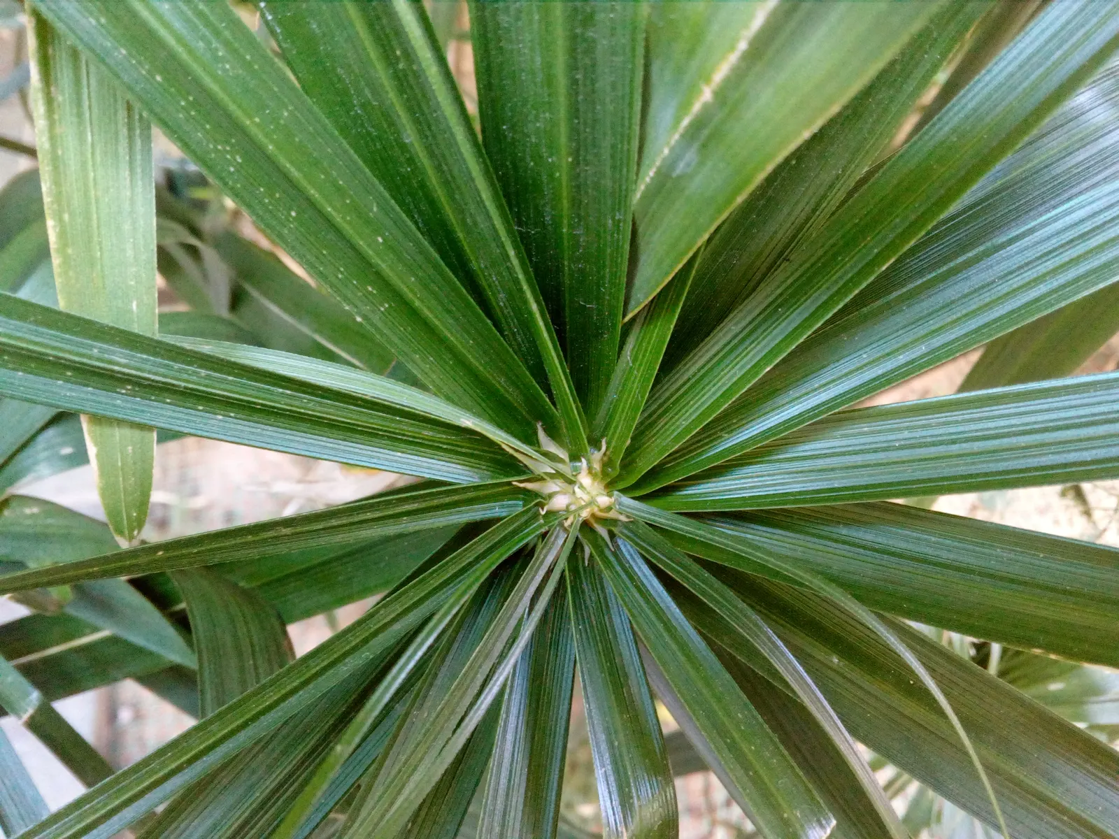 Papyrus, Egyptian Paper Reed (Cyperus Papyrus) — the plant should be placed in standing water up to 12 inches deep; slender stems topped with a, image 80