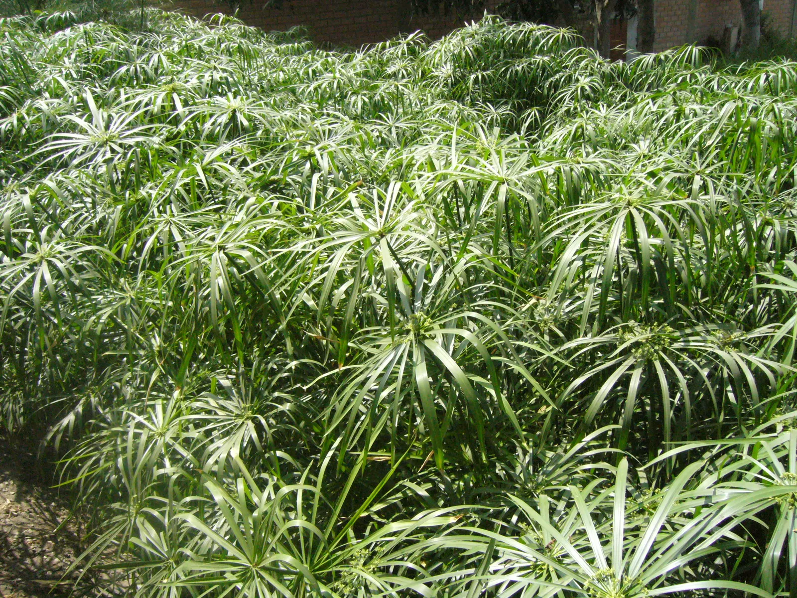 Papyrus, Egyptian Paper Reed (Cyperus Papyrus) — The plant's penchant for wet conditions makes it an excellent choice for water gardens; ideal for, image 58