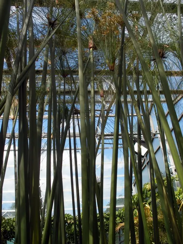 Papyrus, Egyptian Paper Reed (Cyperus Papyrus) — perennial for full or half; when educating the client on the Papyrus, image 63