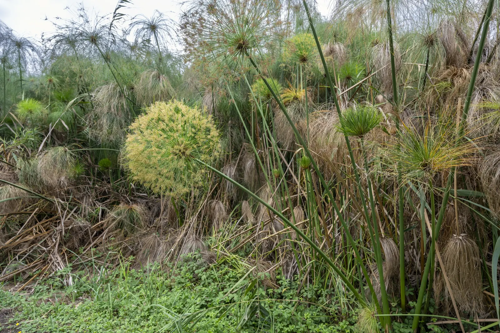 Papyrus, Egyptian Paper Reed (Cyperus Papyrus) — Thriving in USDA zones 9-11, its tall, triangular stems can reach 8-10 ft, topped with feathery, image 65