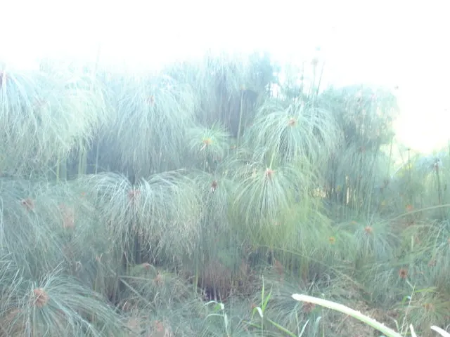 Papyrus, Egyptian Paper Reed (Cyperus Papyrus) — aquatic perennial that holds a storied place in history as the source of ancient paper; ideal for, image 49