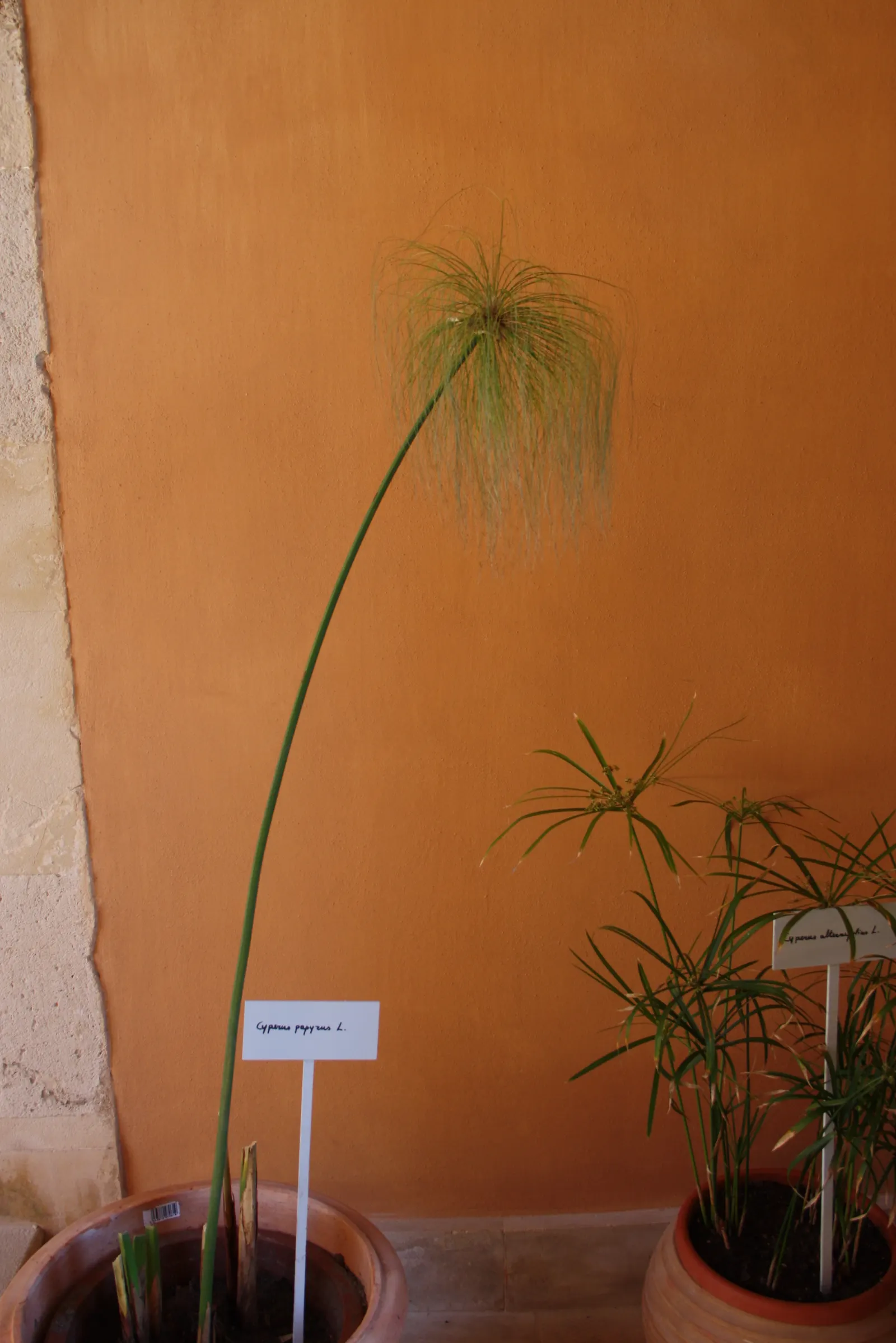 Papyrus, Egyptian Paper Reed (Cyperus Papyrus) — aquatic perennial that holds a storied place in history as the source of ancient paper