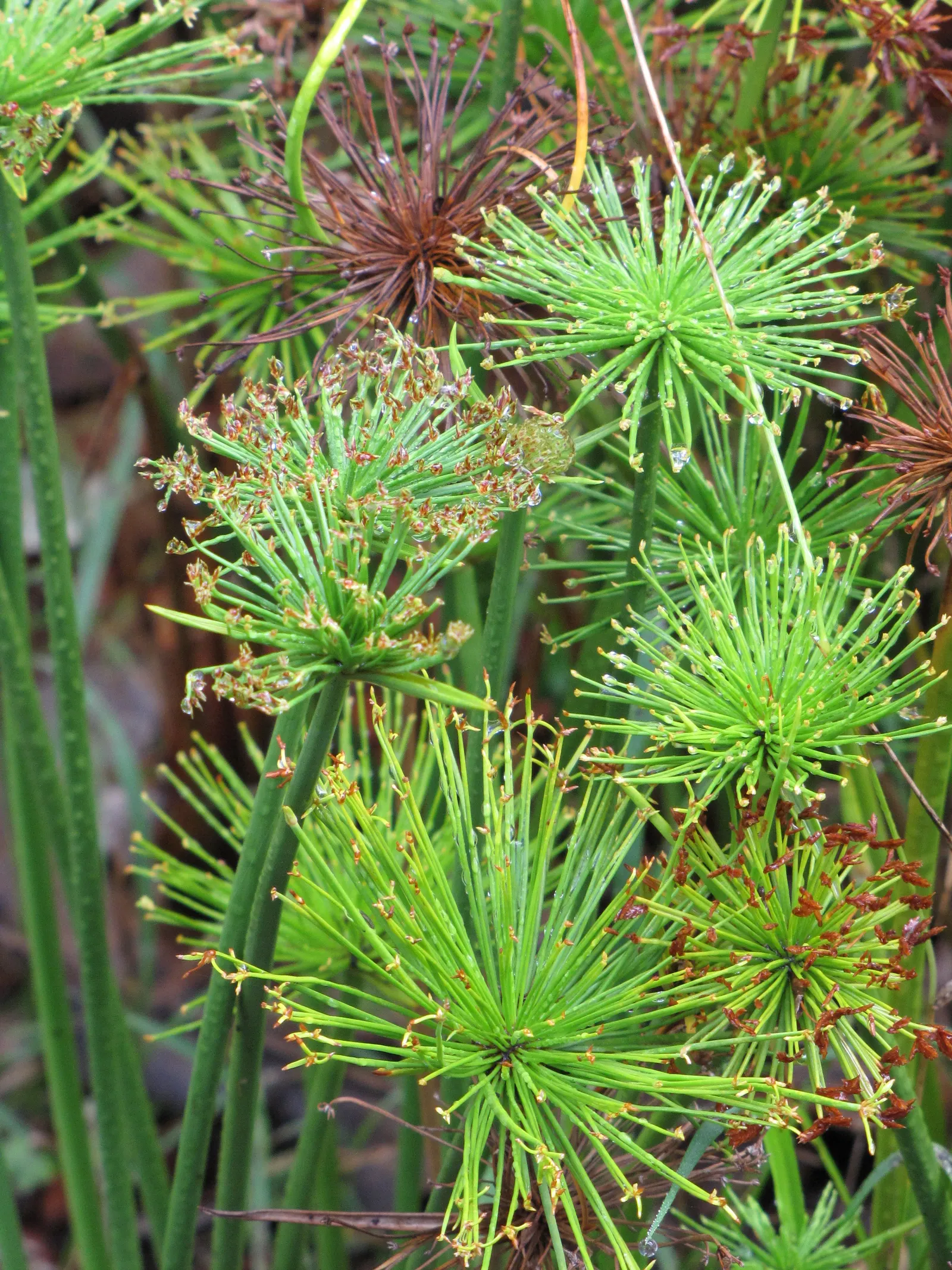Papyrus, Egyptian Paper Reed (Cyperus Papyrus) — the plant should be placed in standing water up to 12 inches deep
