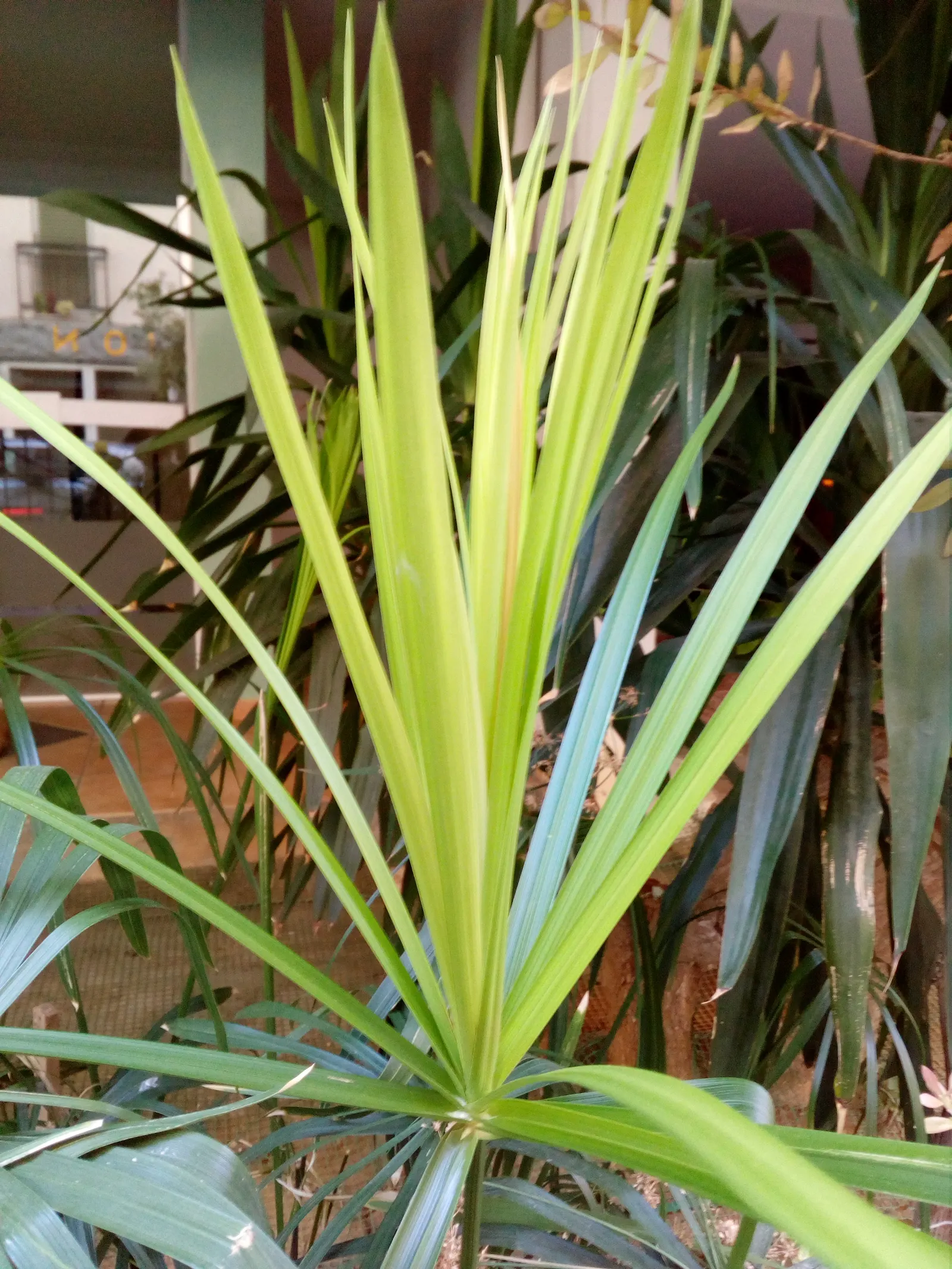 Papyrus, Egyptian Paper Reed (Cyperus Papyrus) — It demands full sun and wet soil, preferring to stand in water up to 4 inches deep; when educating, image 87