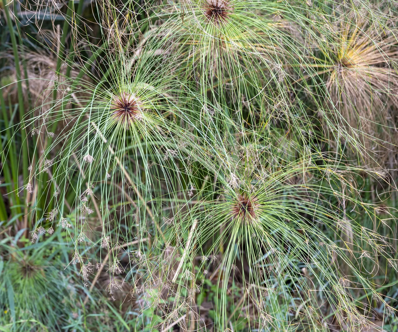 Papyrus, Egyptian Paper Reed (Cyperus Papyrus) — the plant should be placed in standing water up to 12 inches deep; slender stems topped with a tuft of