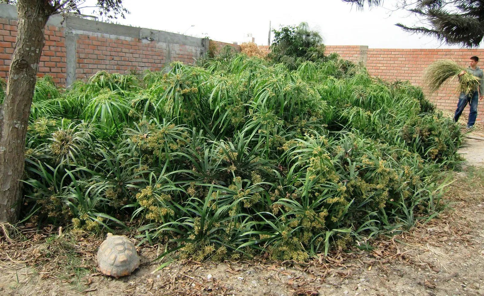 Papyrus, Egyptian Paper Reed (Cyperus Papyrus) — Ideal for water gardens, it adds height and texture