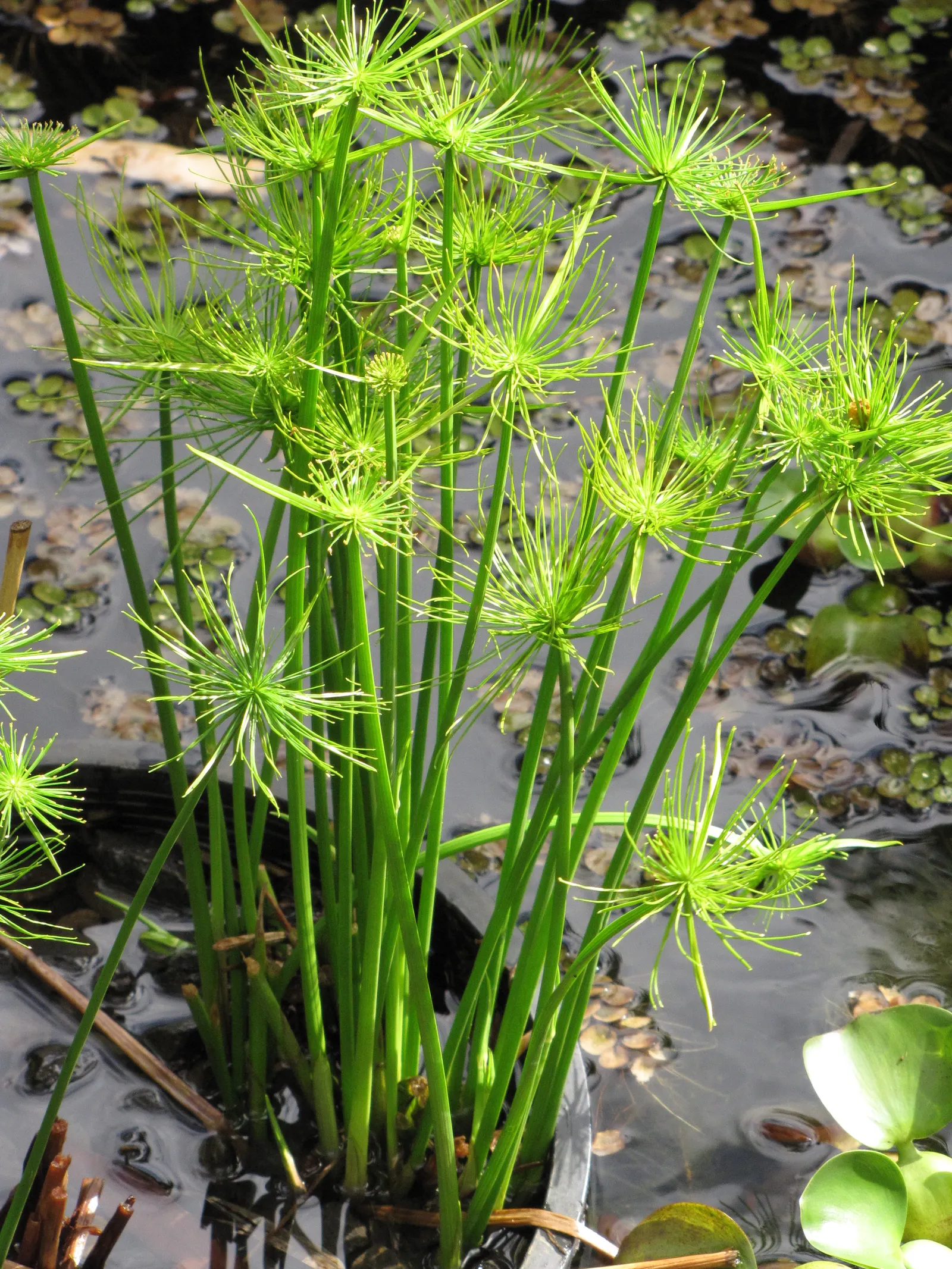 Papyrus, Egyptian Paper Reed (Cyperus Papyrus) — the plant should be placed in standing water up to 12 inches deep; slender stems topped with a, image 59
