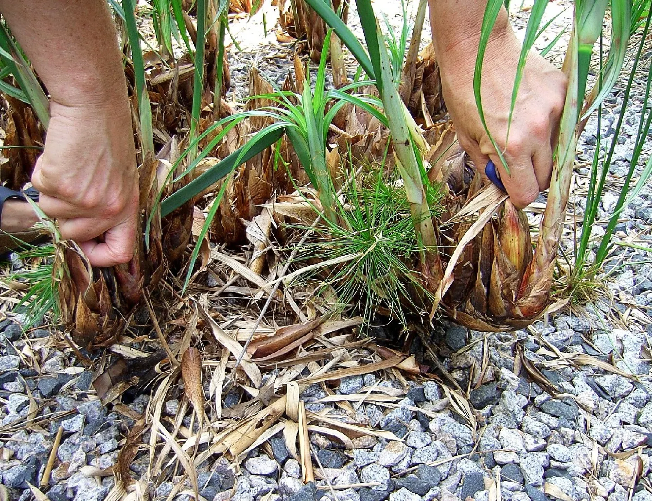 Papyrus, Egyptian Paper Reed (Cyperus Papyrus) — It is not frost-tolerant and requires protection or indoor overwintering in cooler climates; when, image 78