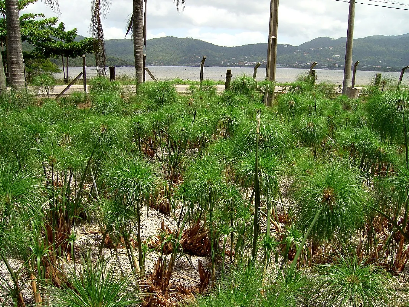 Papyrus, Egyptian Paper Reed (Cyperus Papyrus) — with a spread of approximately 2 to 4 feet; when educating the client on the Papyrus