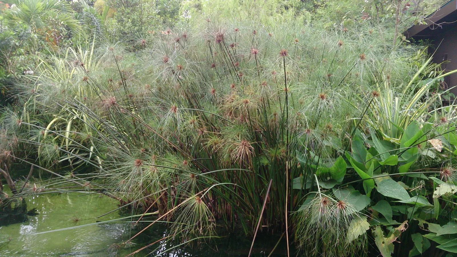 Papyrus, Egyptian Paper Reed (Cyperus Papyrus) — commonly known as Egyptian Paper Reed or Papyrus; when educating the client on the Papyrus, image 48