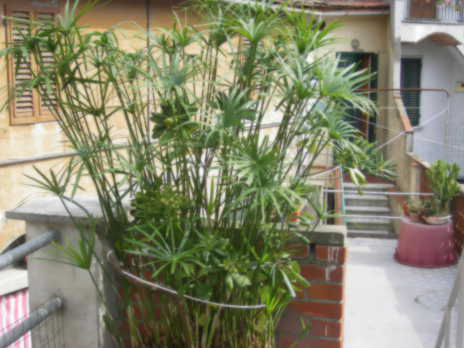 Papyrus, Egyptian Paper Reed (Cyperus Papyrus) — thriving in USDA hardiness zones 9 through 11; slender stems topped with a tuft of thread-like rays, image 56