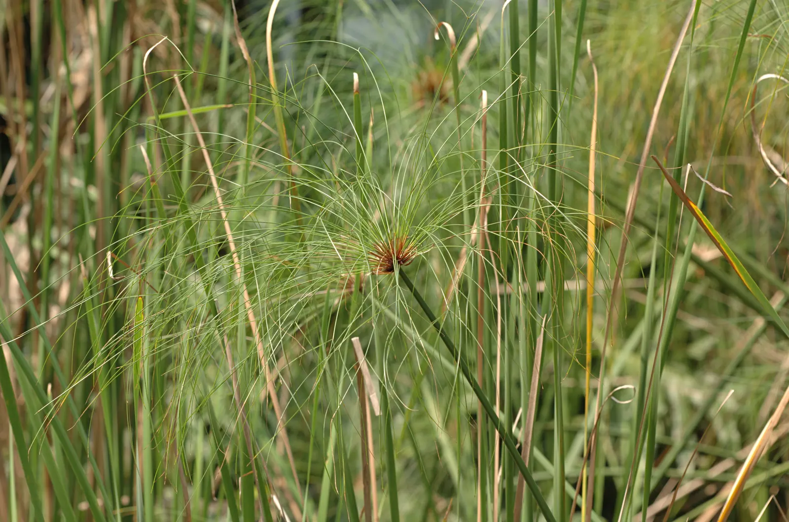 Papyrus, Egyptian Paper Reed (Cyperus Papyrus) — it should be noted that while it is no longer used for paper-making; ideal for water gardens, it, image 82