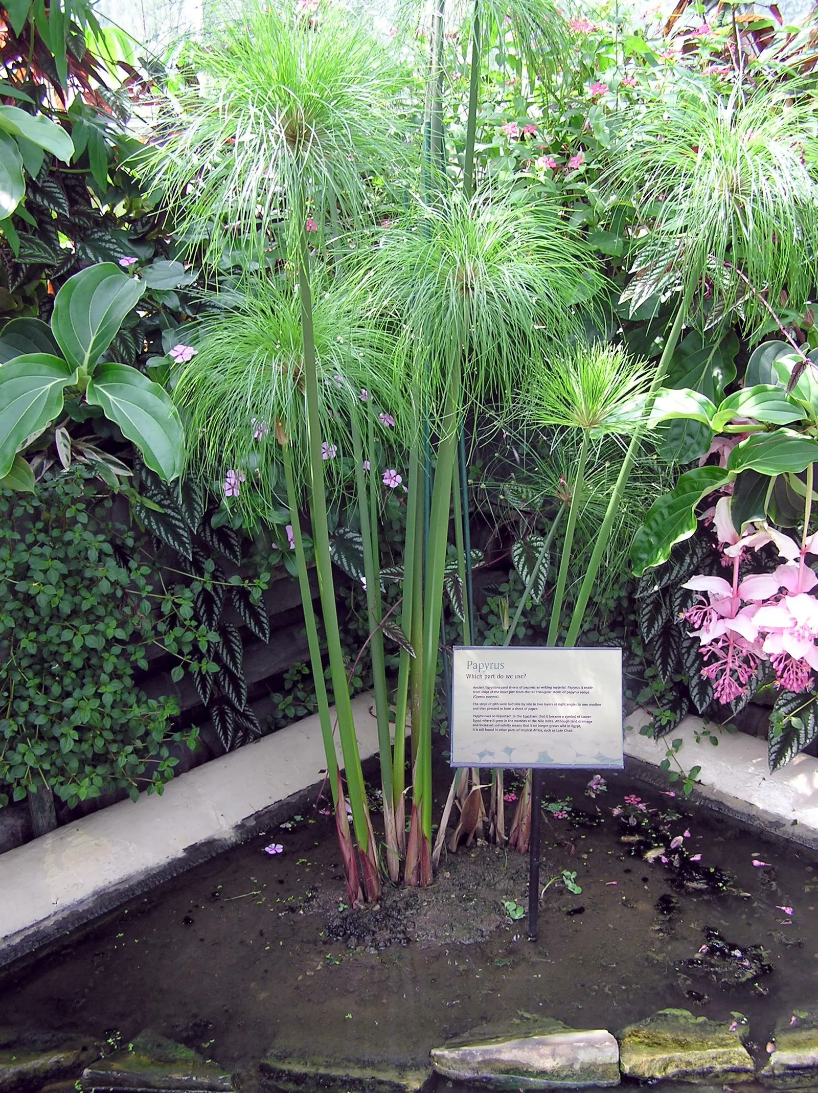 Papyrus, Egyptian Paper Reed (Cyperus Papyrus) — slender stems topped with a tuft of thread-like rays, image 32