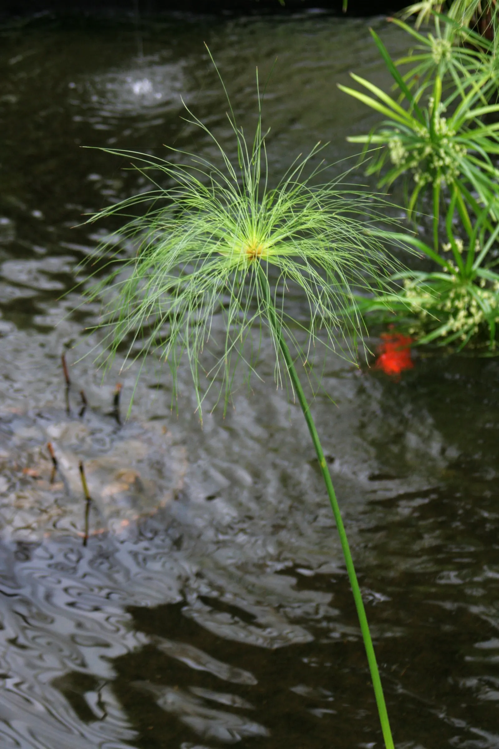 Papyrus, Egyptian Paper Reed (Cyperus Papyrus) — it remains an ornamental treasure that can add a piece of history and visual interest to their garden