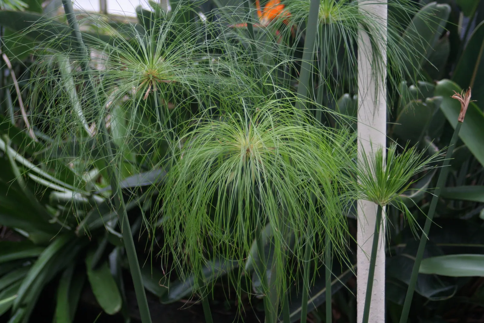 Papyrus, Egyptian Paper Reed (Cyperus Papyrus) — thriving in USDA hardiness zones 9 through 11
