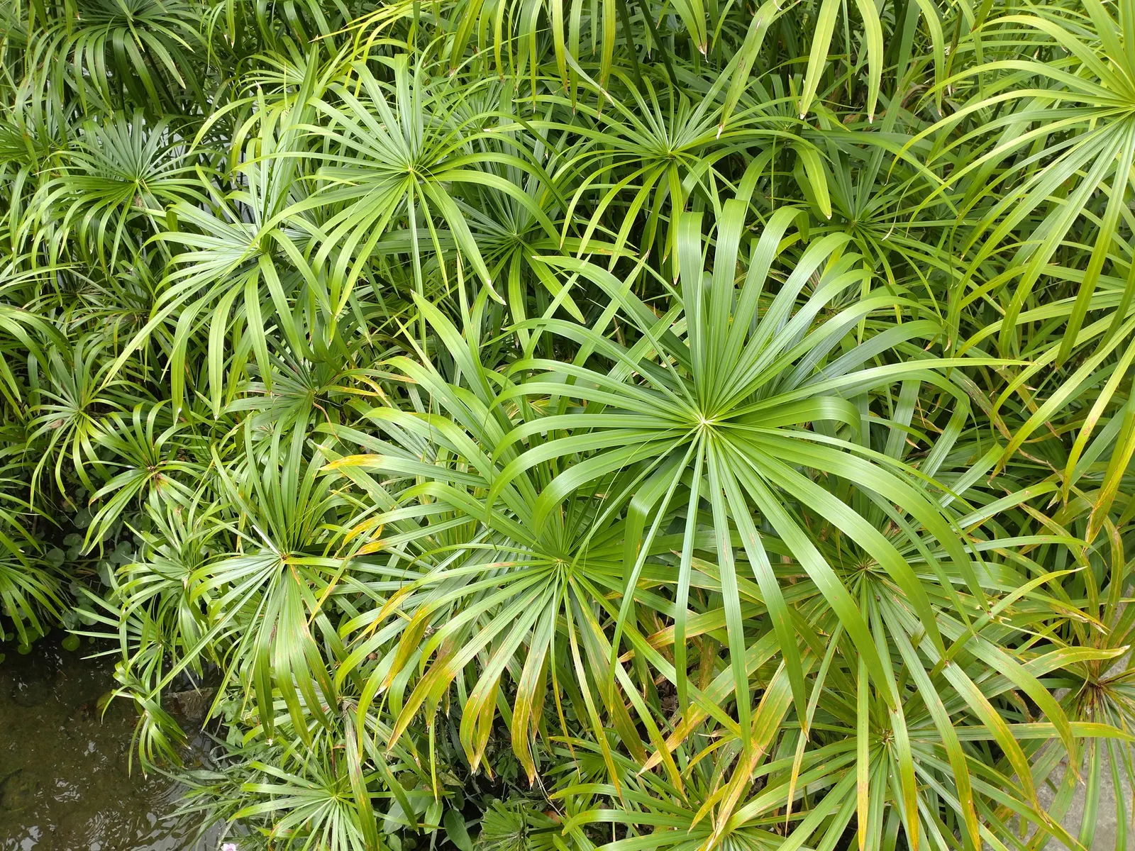 Papyrus, Egyptian Paper Reed (Cyperus Papyrus) — it should be noted that while it is no longer used for paper-making