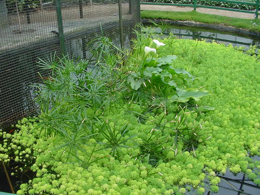 Papyrus, Egyptian Paper Reed (Cyperus Papyrus) — Ideal for water gardens, it adds height and texture, image 46