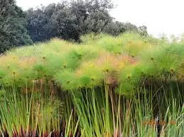 Papyrus, Egyptian Paper Reed (Cyperus Papyrus) — The signature feature of Papyrus is its long; ideal for water gardens, it adds height and texture, image 73