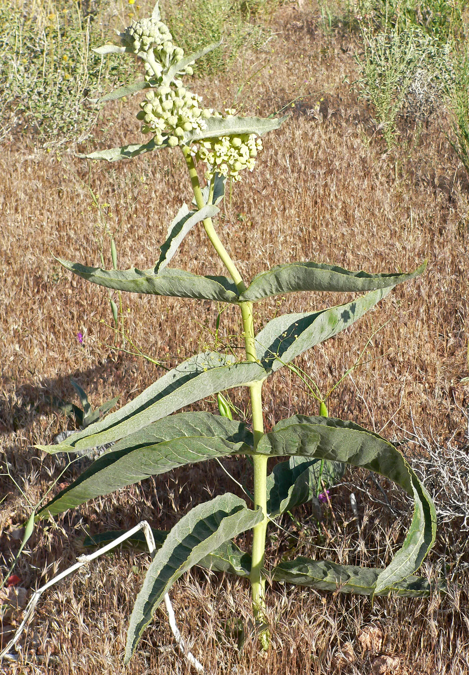 California Desert Milkweed (Asclepias Erosa) — It features stout stems with narrow leaves up to 4 inches long