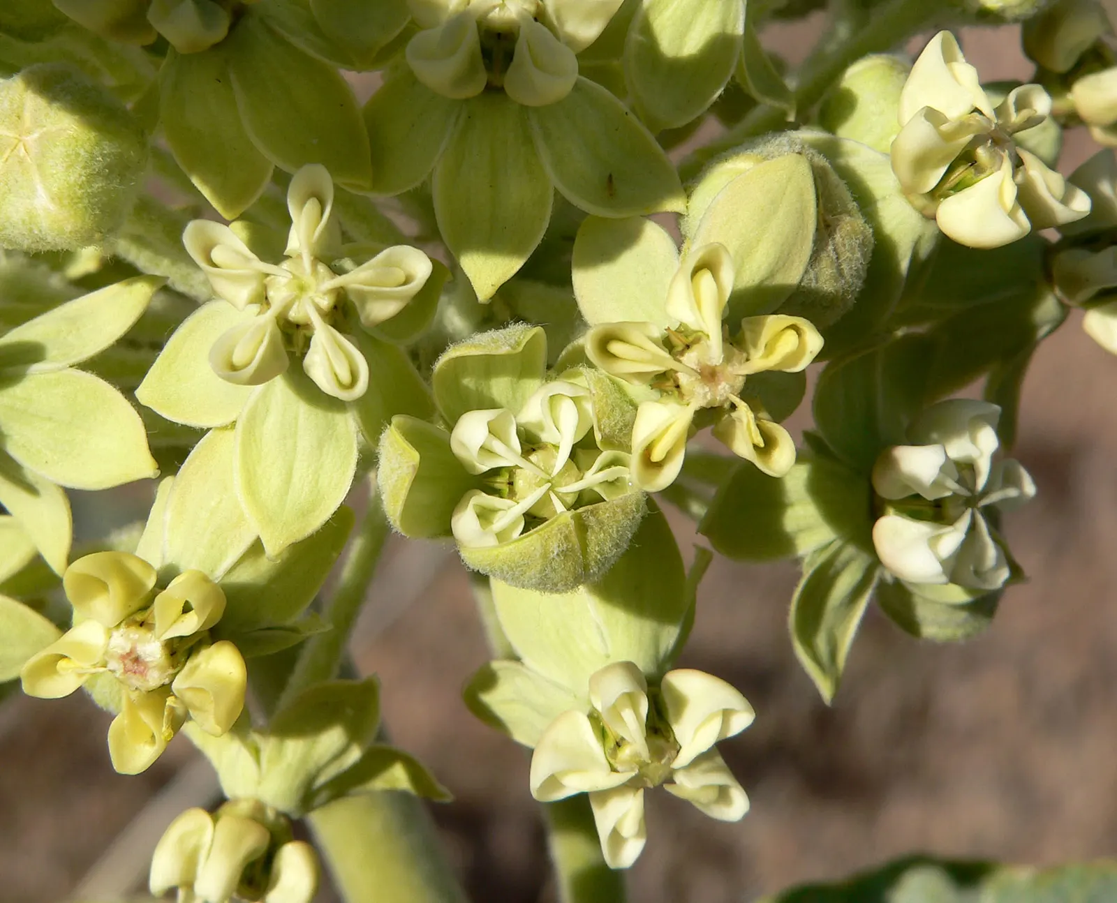 California Desert Milkweed (Asclepias Erosa) — endemic to southwestern US deserts