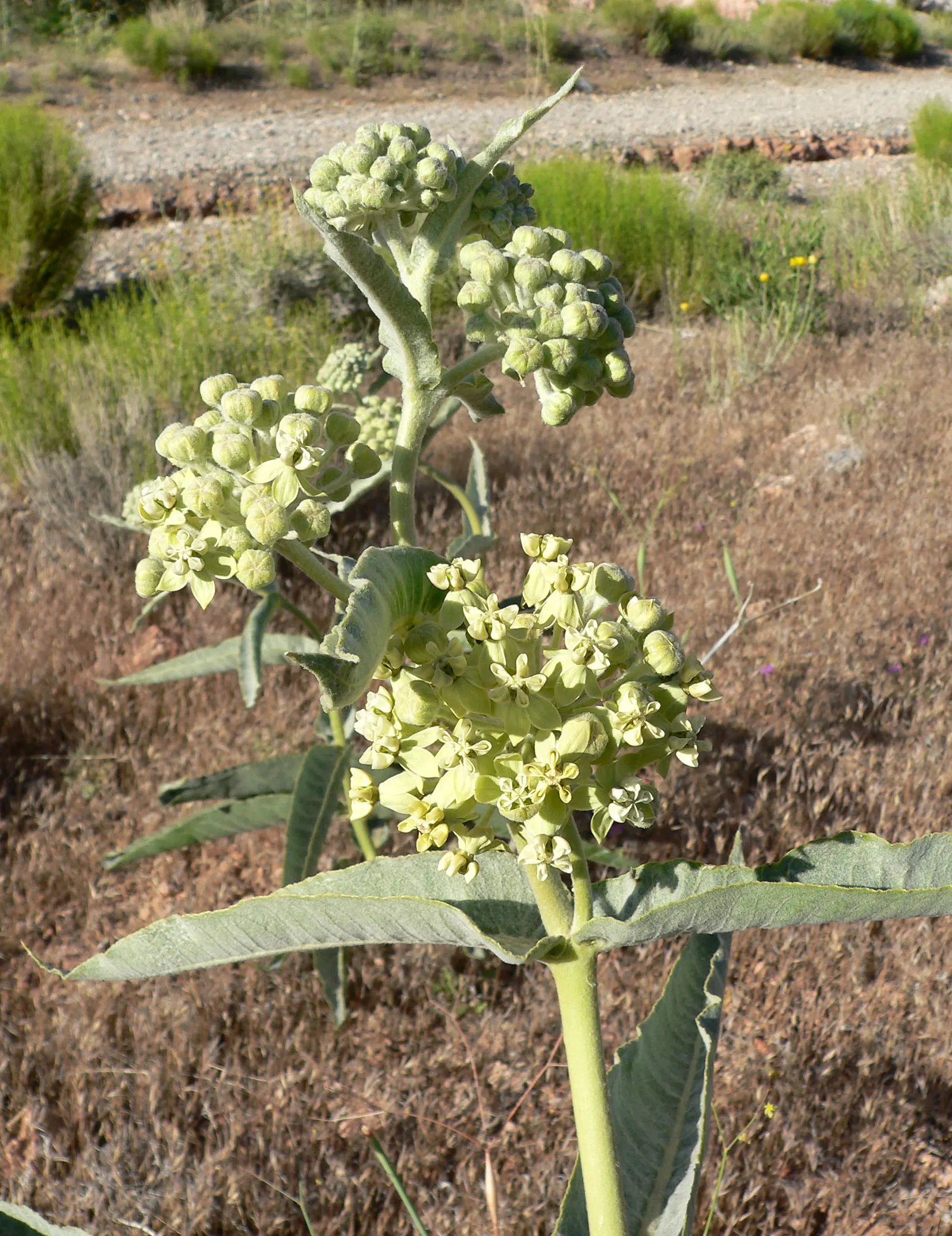 California Desert Milkweed (Asclepias Erosa) — In spring and summer, it presents creamy yellow to greenish-white flowers in complex clusters