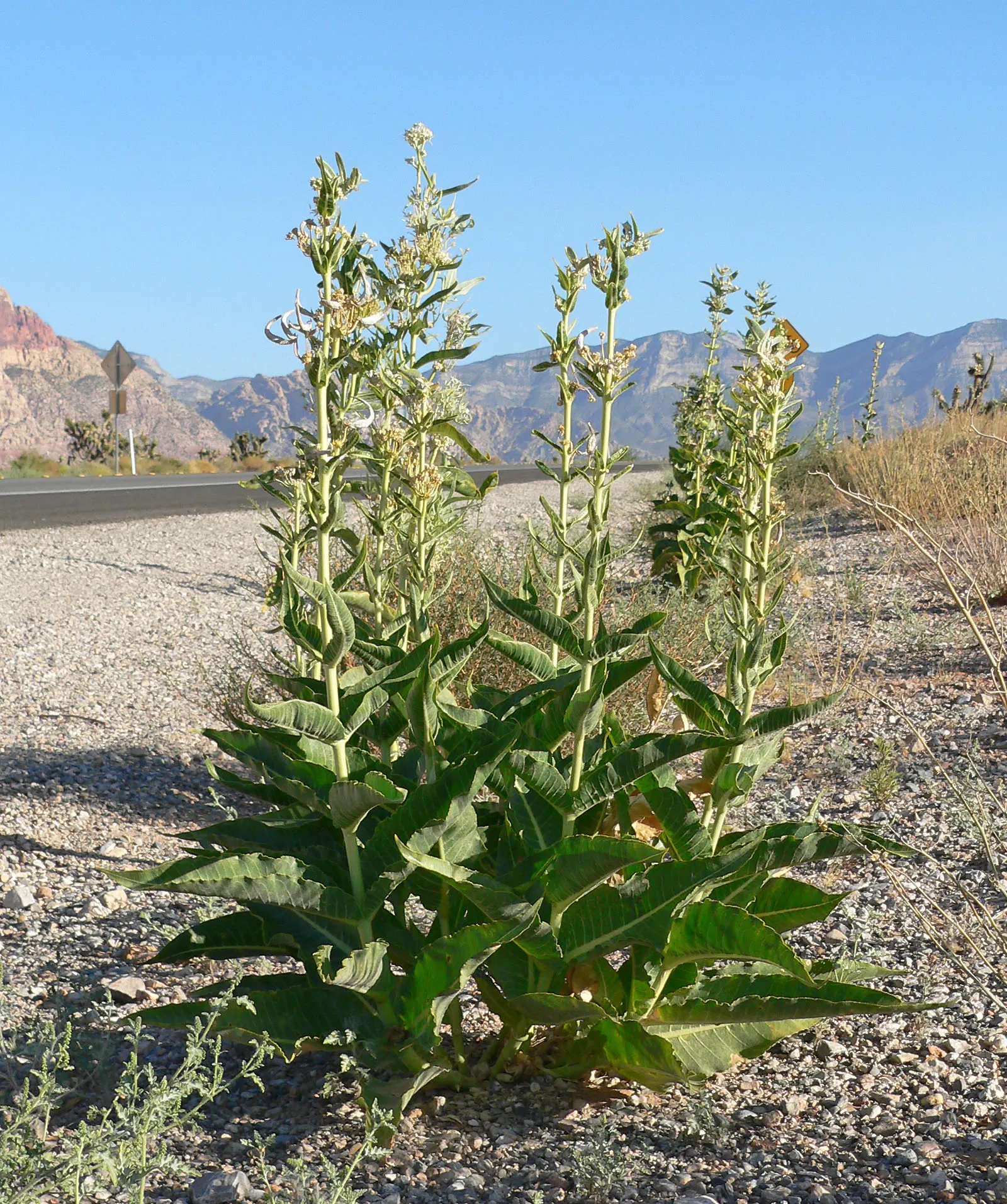 California Desert Milkweed (Asclepias Erosa) — is a vital and intriguing species for any arid landscape design