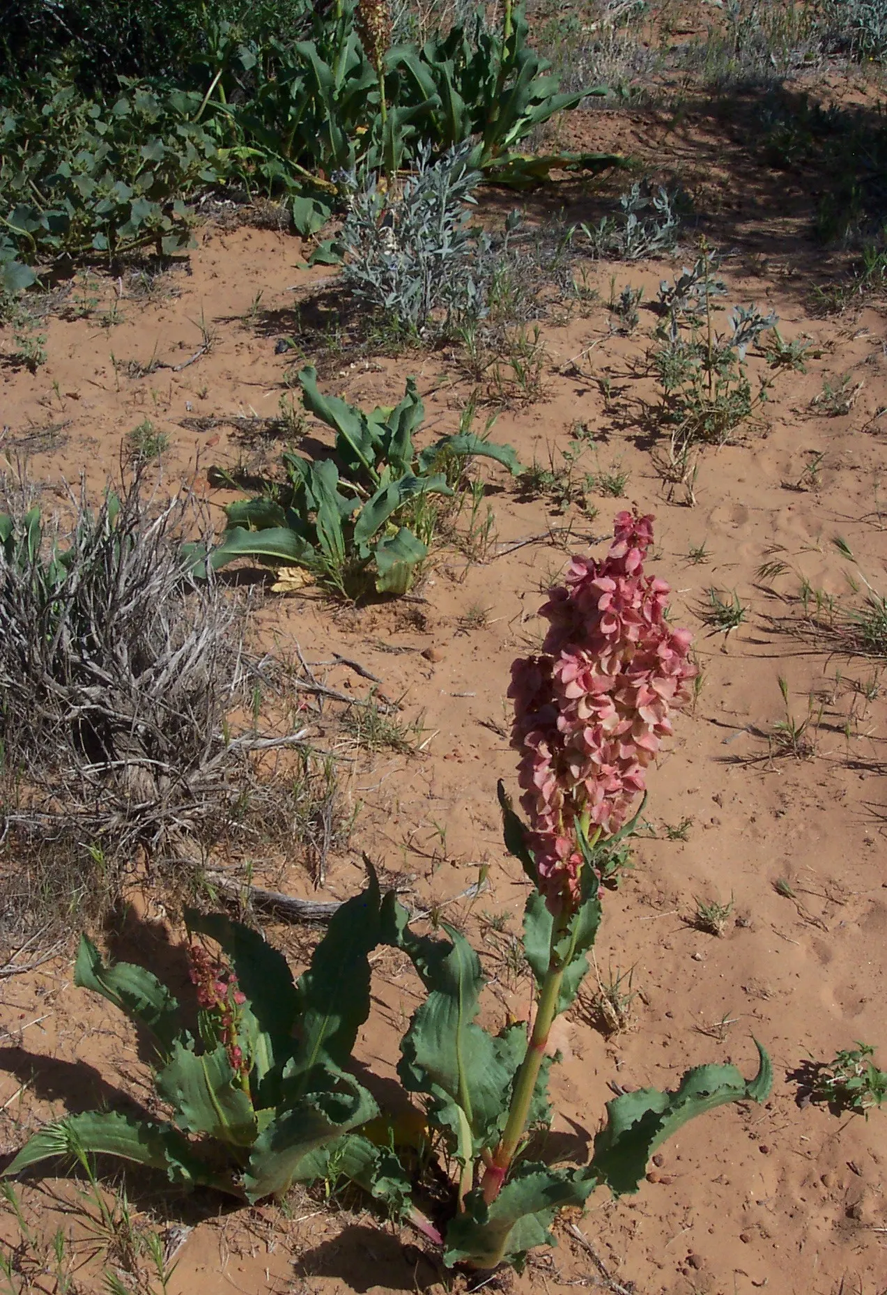 California Desert Milkweed (Asclepias Erosa) — Asclepias erosa produces clusters of complex