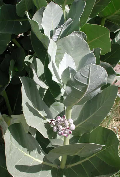 California Desert Milkweed (Asclepias Erosa) — this milkweed is adapted for survival in harsh desert conditions