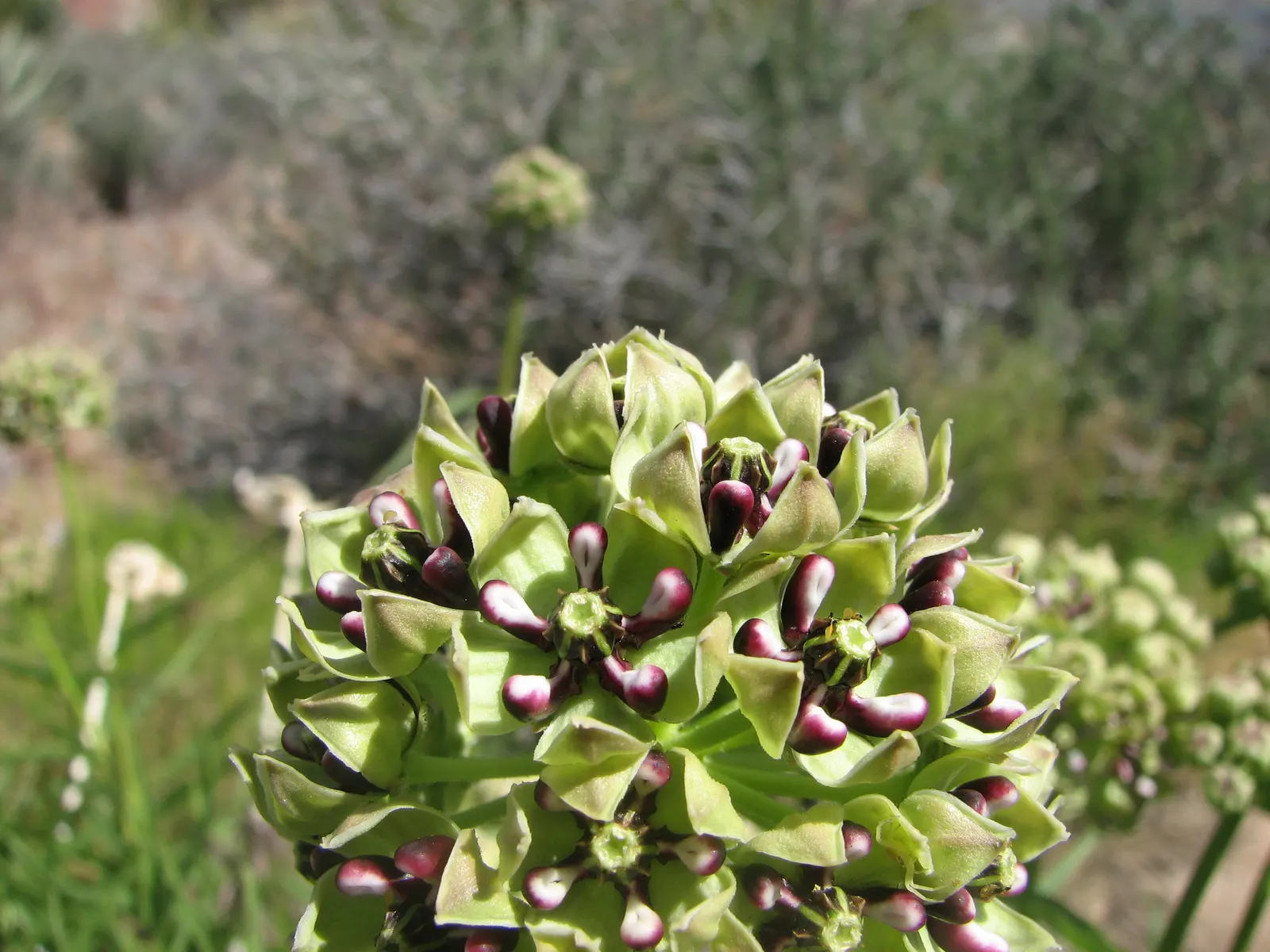 California Desert Milkweed (Asclepias Erosa) — The foliage presents a pale green hue