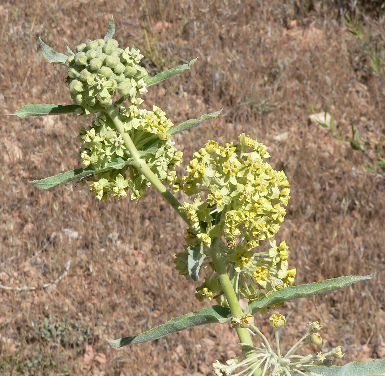 California Desert Milkweed (Asclepias Erosa) — This milkweed stands up to 3 feet tall and spreads about 2 feet wide