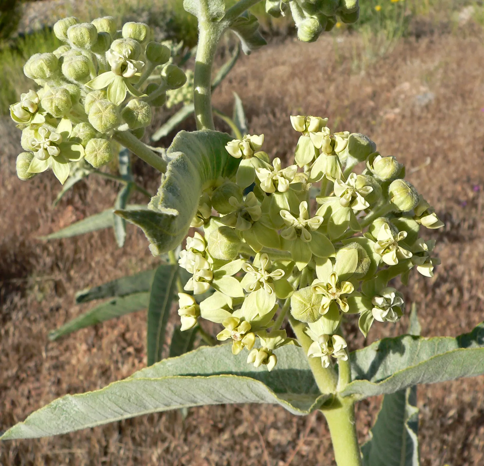 California Desert Milkweed (Asclepias Erosa) — is a drought-tolerant perennial