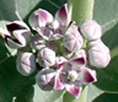 California Desert Milkweed (Asclepias Erosa) — Its stout, erect stems are adorned with thick, oblong leaves that span about 4 to 8 inches long