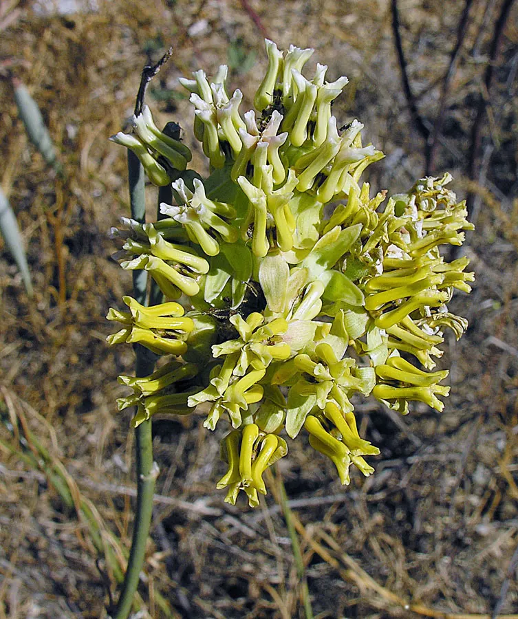 California Desert Milkweed (Asclepias Erosa) — making it an ideal mid-ground addition to garden compositions