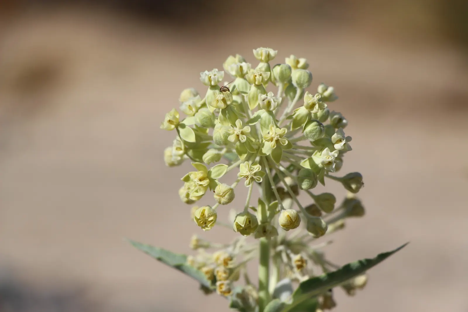 California Desert Milkweed (Asclepias Erosa) — The California Desert Milkweed (Asclepias erosa)