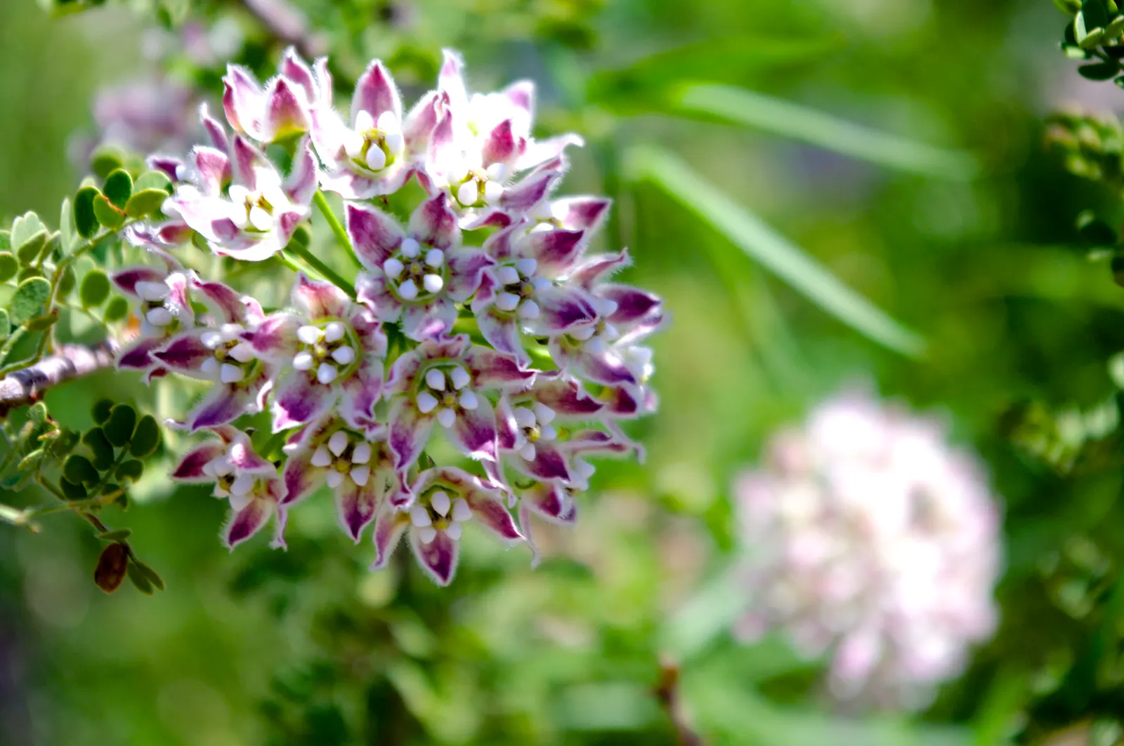 California Desert Milkweed (Asclepias Erosa) — commonly referred to as California Desert Milkweed