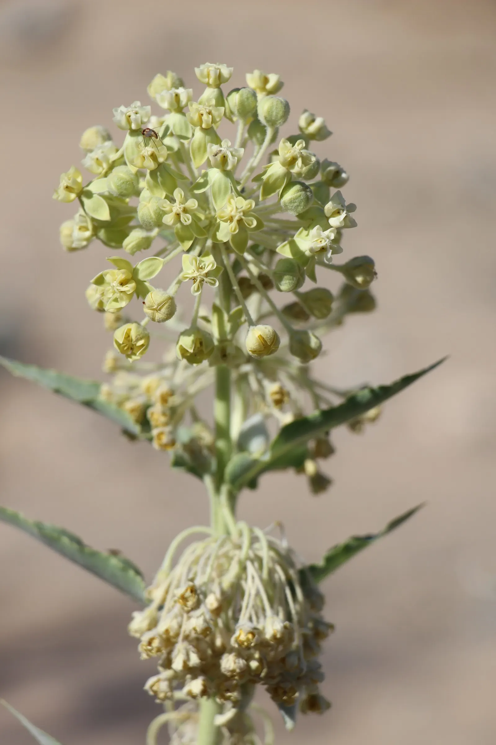 California Desert Milkweed (Asclepias Erosa) — Ideal for xeriscaping, it thrives in full sun and well-draining soils
