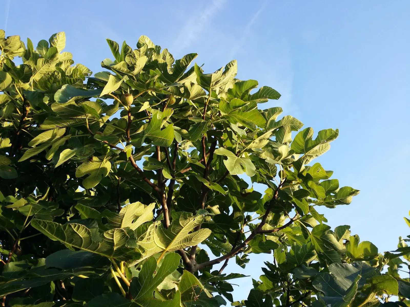 Edible Fig (Ficus Carica) — and ranges in color from green to purple