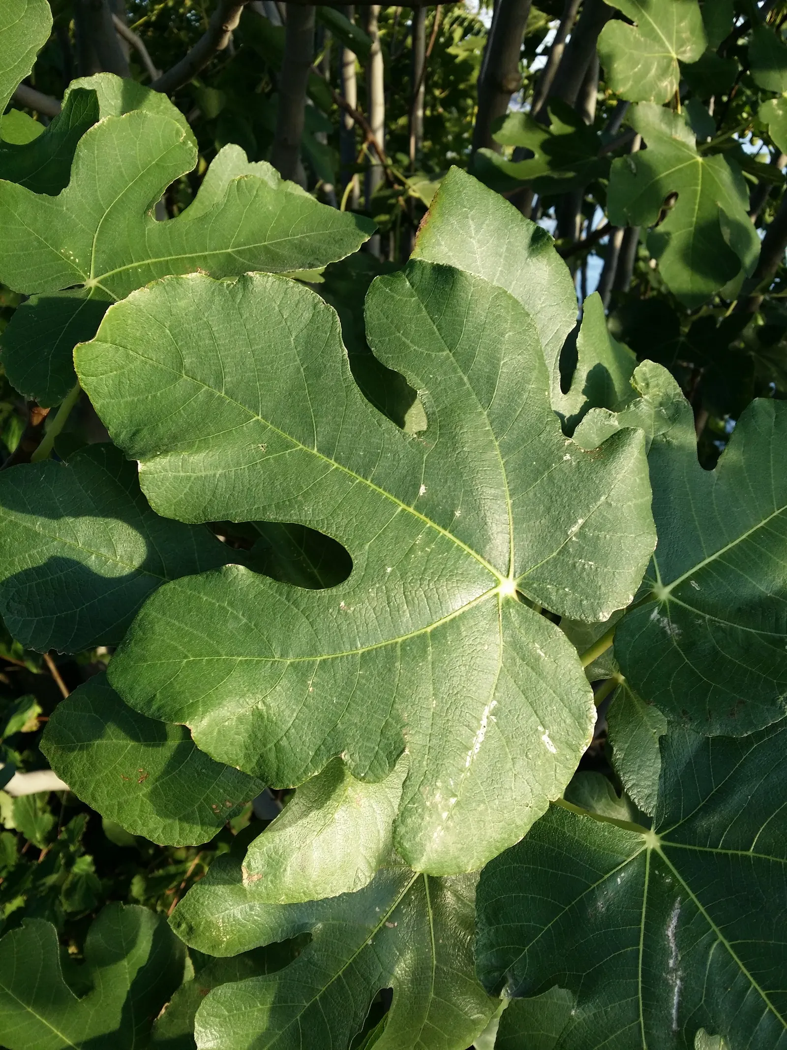Edible Fig (Ficus Carica) — palmate leaves create a tropical appearance and are generally about 4 to 9 inches in length; native to the Mediterranean and