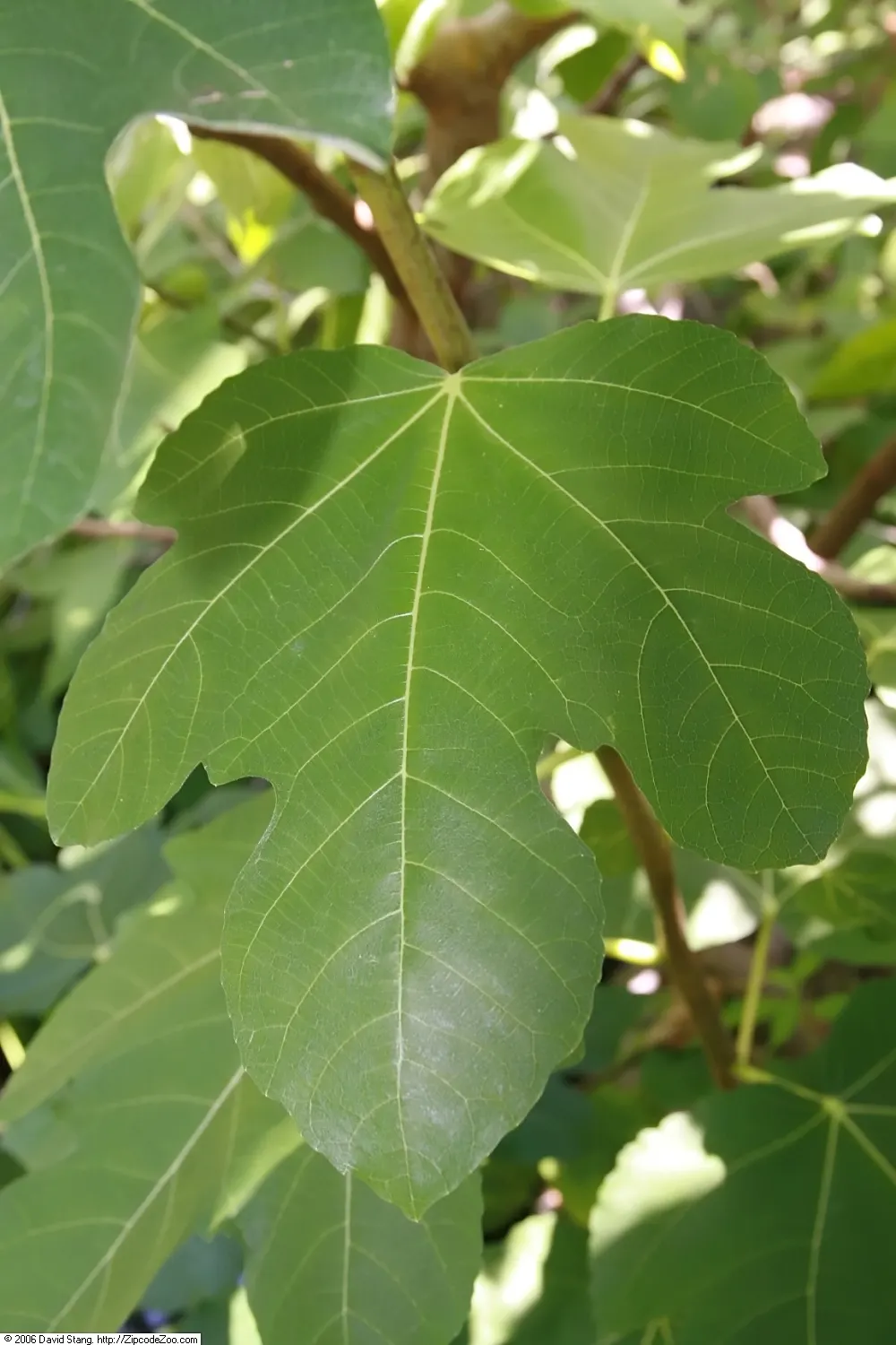 Edible Fig (Ficus Carica) — tree for full or half; avoid planting near foundations or walkways to prevent structural complications, image 96