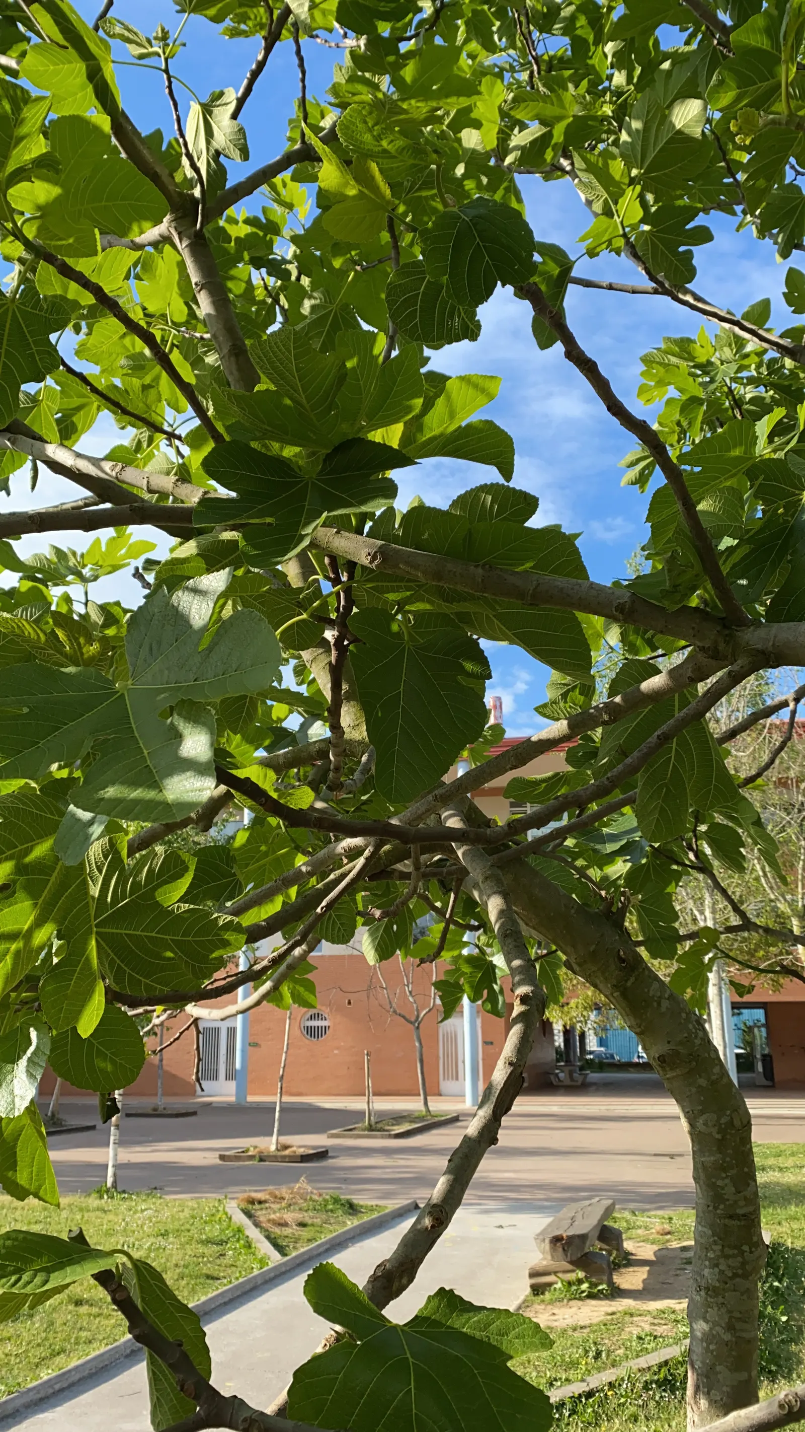 Edible Fig (Ficus Carica) — Due to its expansive root system; which has a sweet and succulent taste, image 140
