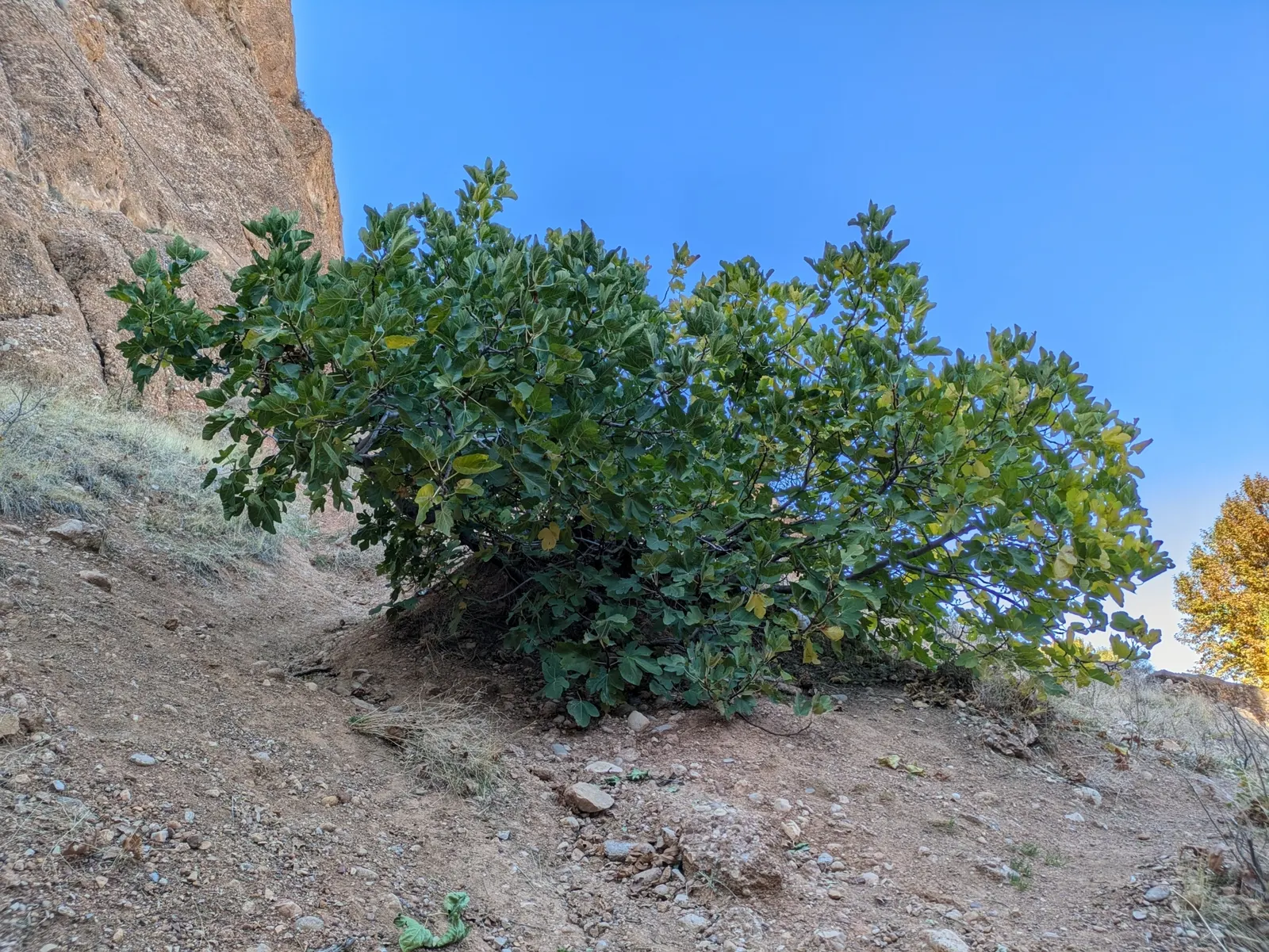 Edible Fig (Ficus Carica) — contributing to the dense canopy that offers a cooling shade during the hot summer months; the Ficus carica bears its distinct fruit