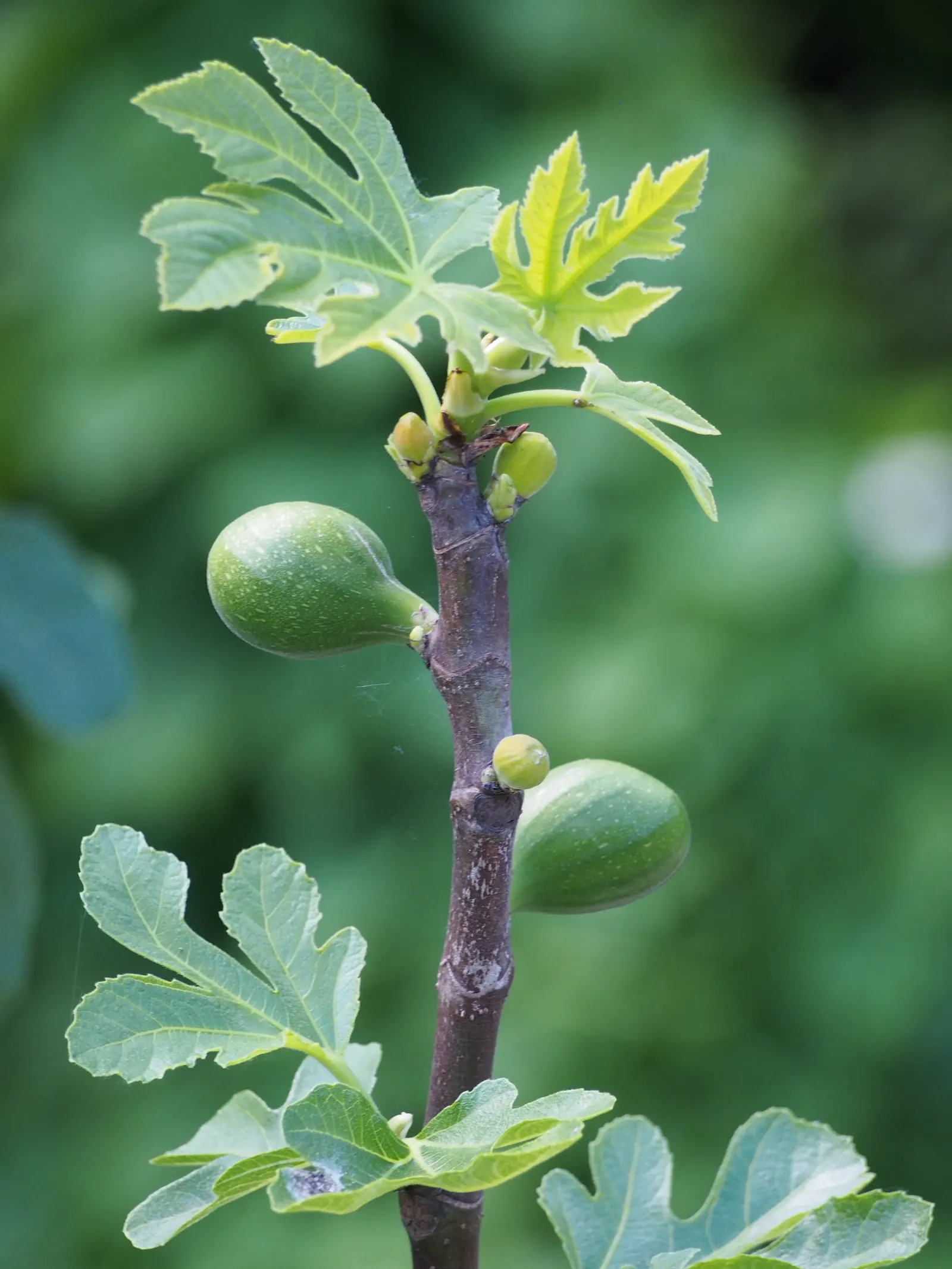 Edible Fig (Ficus Carica) — so allocating ample space for development in the garden layout is crucial.<br><br>This tree's broad; this deciduous tree demands