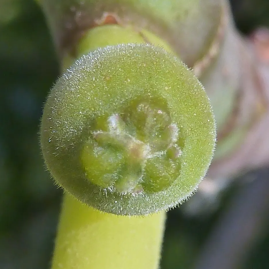Edible Fig (Ficus Carica) — This deciduous tree demands full sun, yielding luscious figs enjoyed fresh or dried; so allocating ample space for, image 50