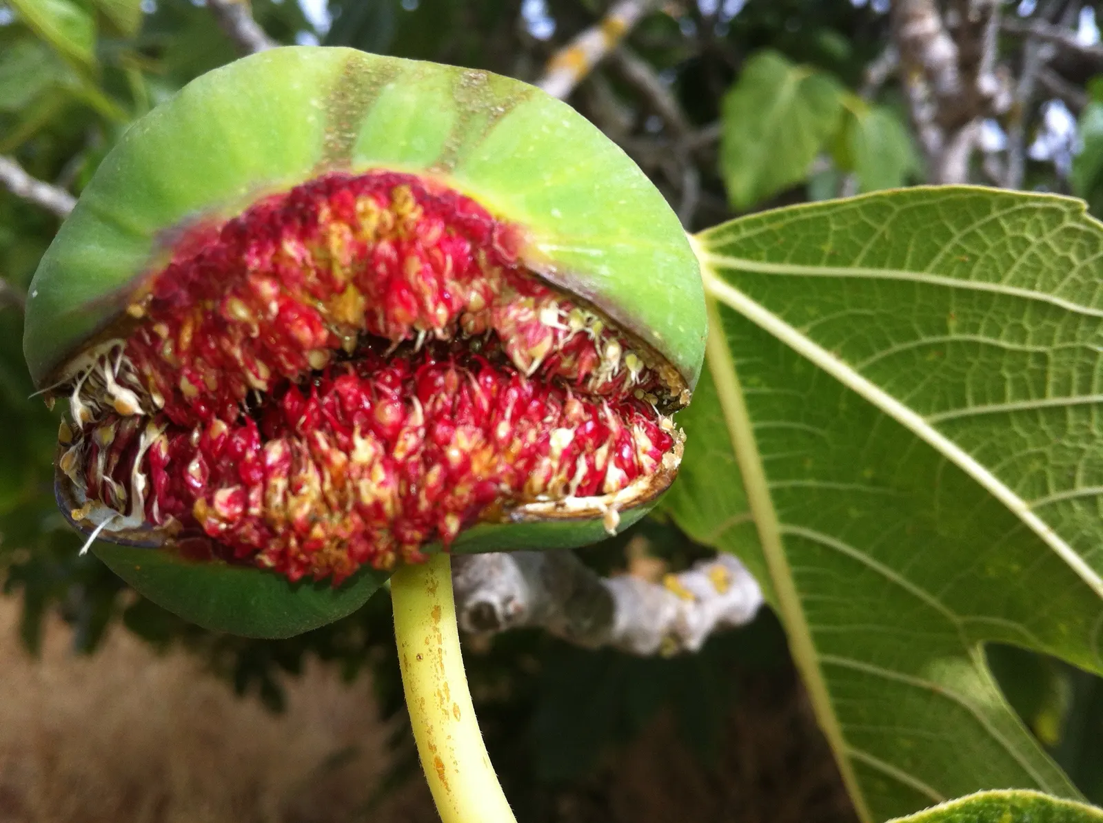 Edible Fig (Ficus Carica) — The foliage turns a warm yellow hue in the fall before shedding, providing seasonal interest; making it suitable for, image 134