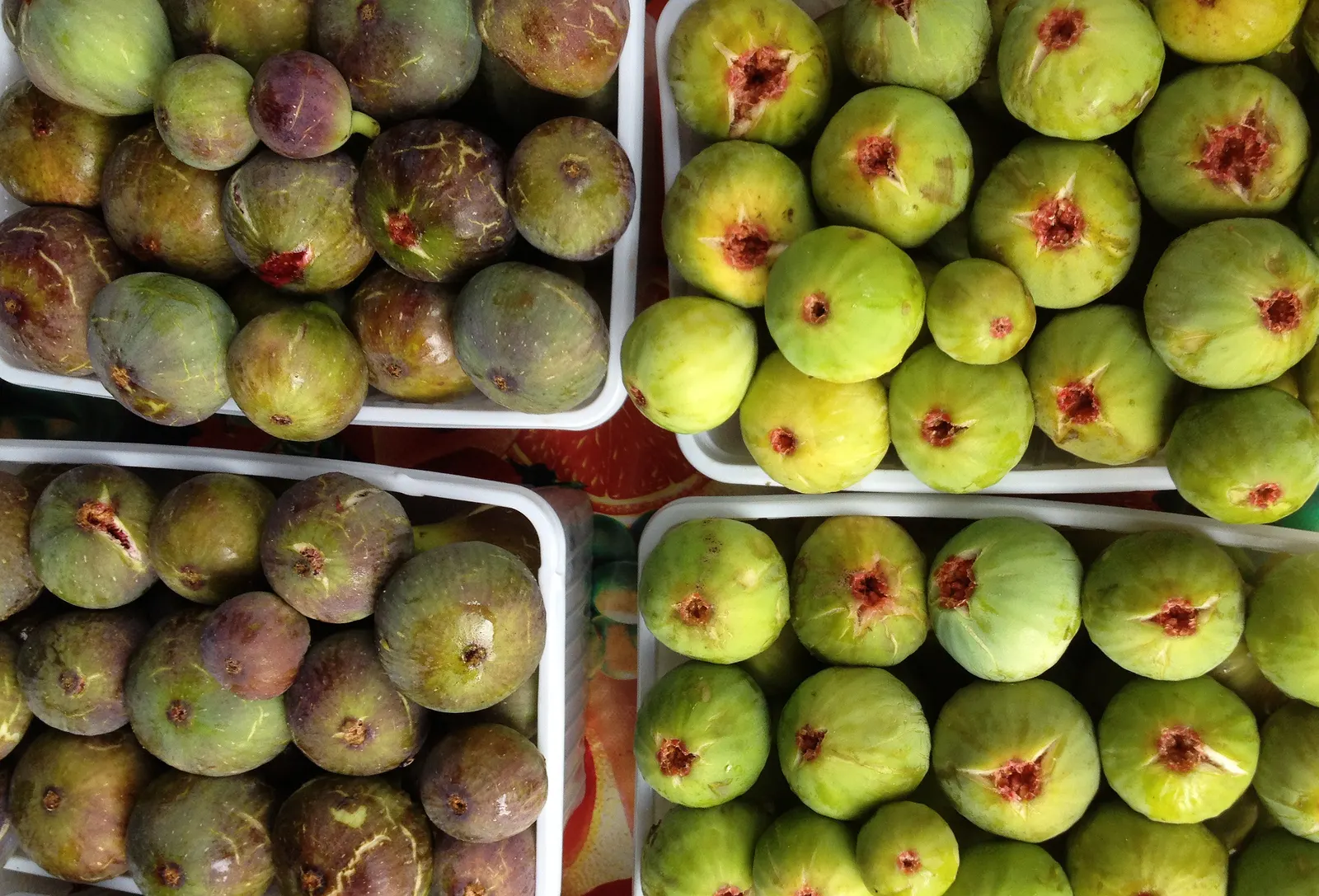 Edible Fig (Ficus Carica) — contributing to the dense canopy that offers a cooling shade during the hot summer months; the Ficus carica bears its, image 133