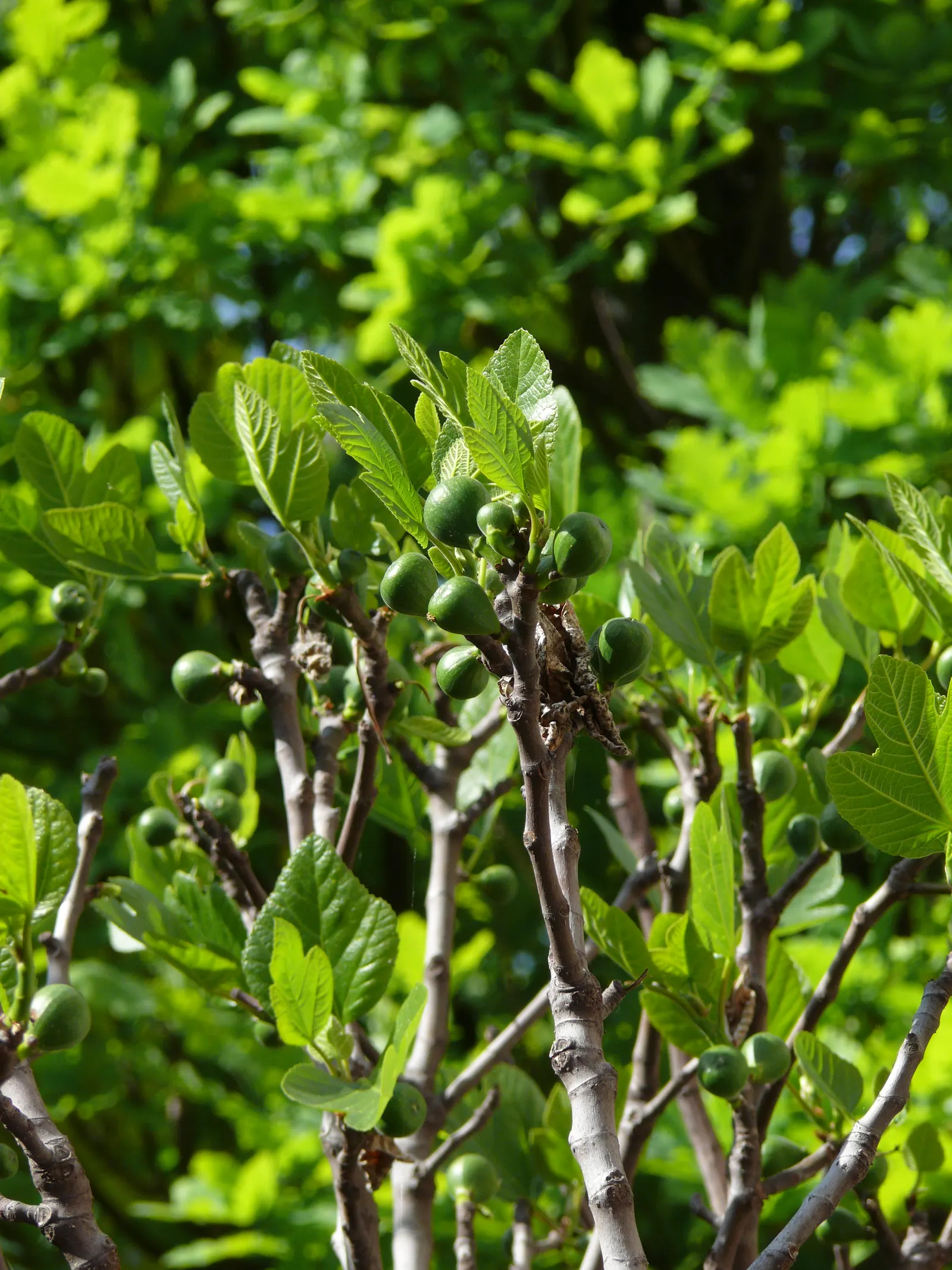 Edible Fig (Ficus Carica) — scientifically known as Ficus carica; the Edible Fig can be pruned to maintain a desired shape and size, image 55