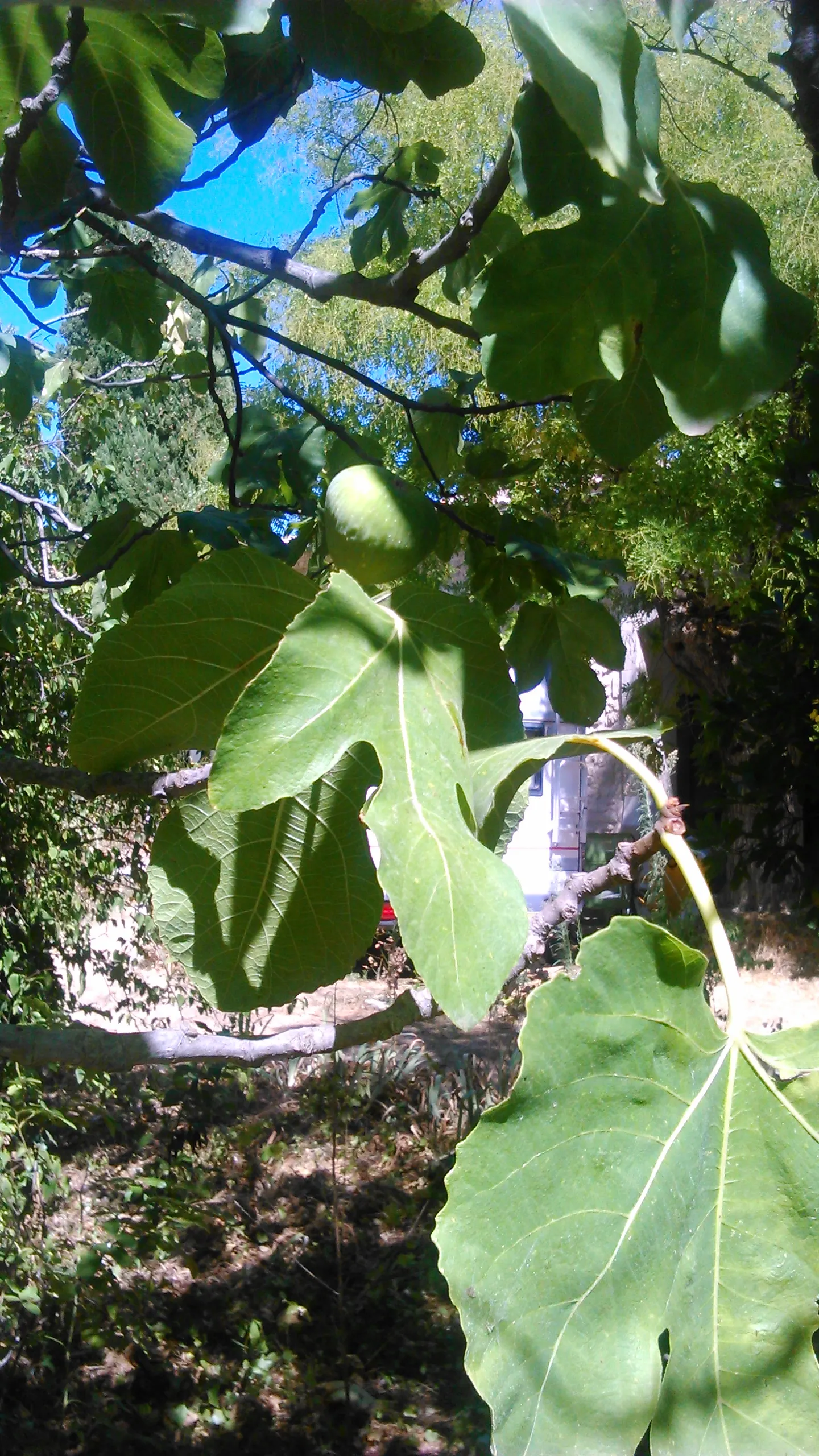 Edible Fig (Ficus Carica) — Space 15-20 feet apart for ample growth