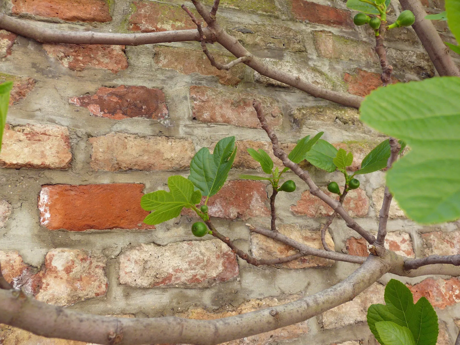 Edible Fig (Ficus Carica) — Ensure well-drained soil to avoid root rot; an Edible Fig, Ficus carica, thrives in warmer zones, maturing to 10-30, image 76