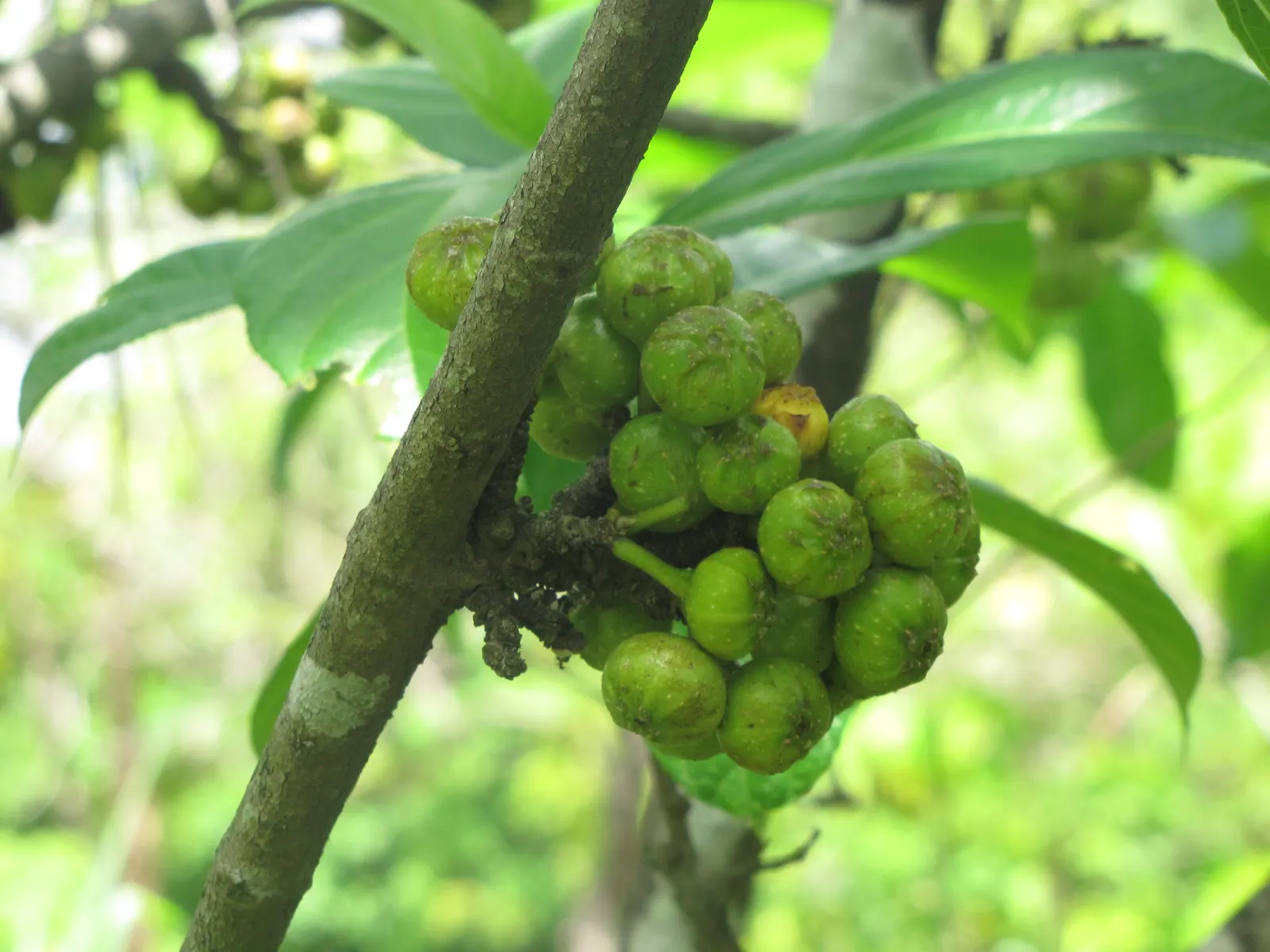 Edible Fig (Ficus Carica) — The fruit becomes approximately 2 to 4 inches long; this species of fig is well-suited for USDA Hardiness Zones 7-11, image 91